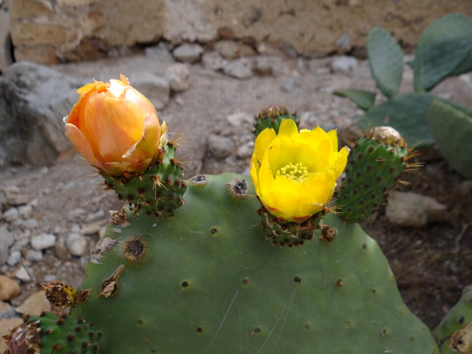 Prickly pear cactus bloom