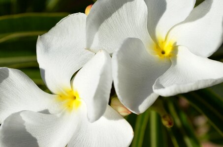 Flower white photo