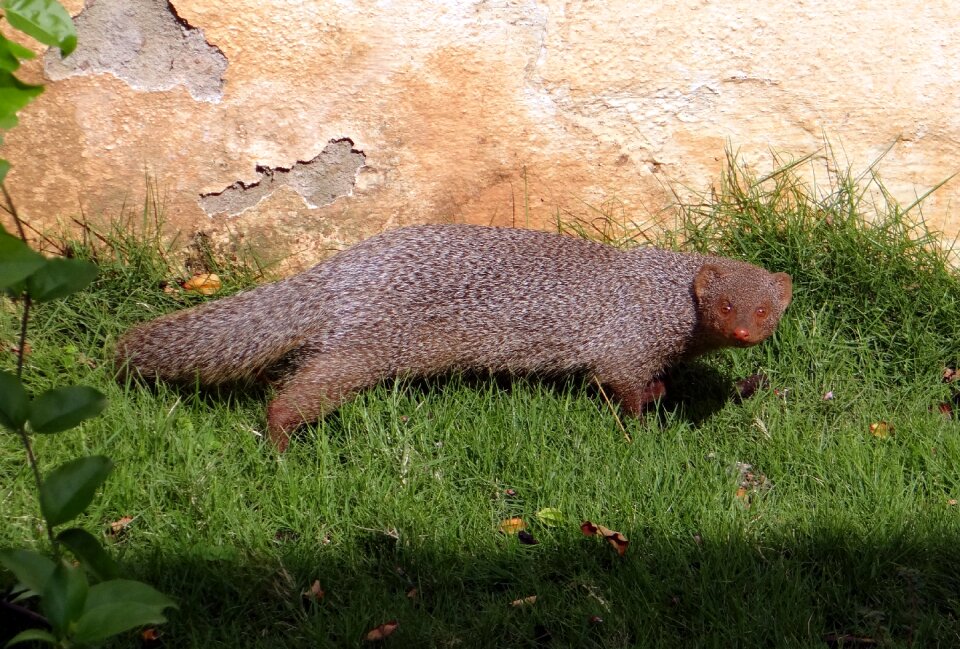 Animal wildlife karnataka
