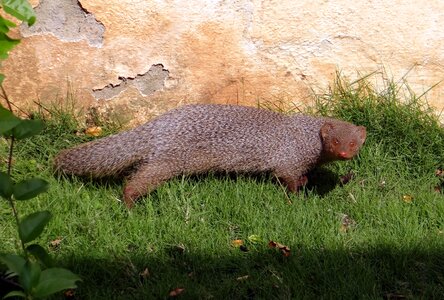 Animal wildlife karnataka