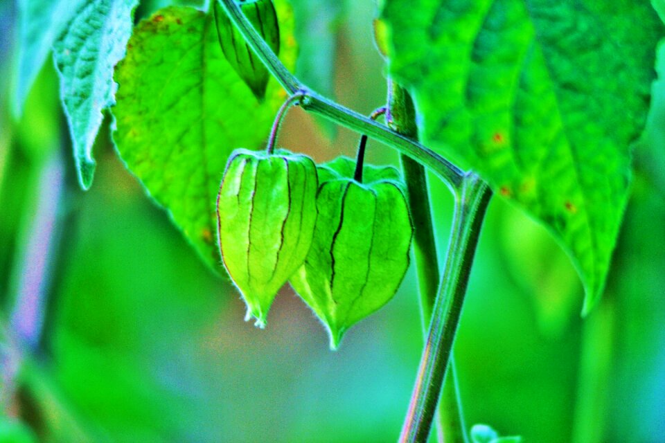 Green delicate garden