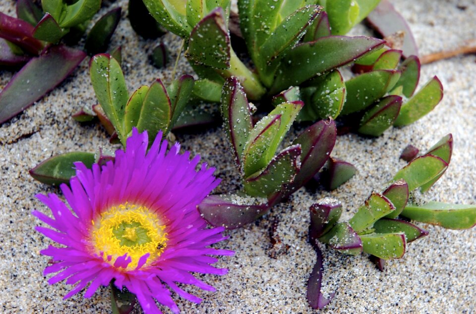 Sand blossom purple