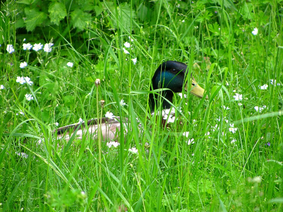 Wild bird poultry animal