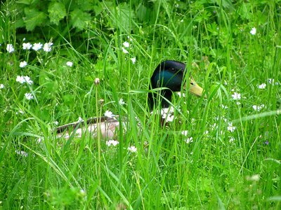 Wild bird poultry animal photo