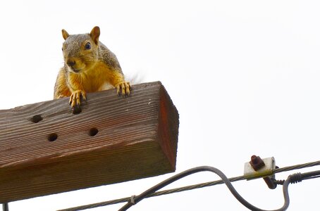 Curious looking