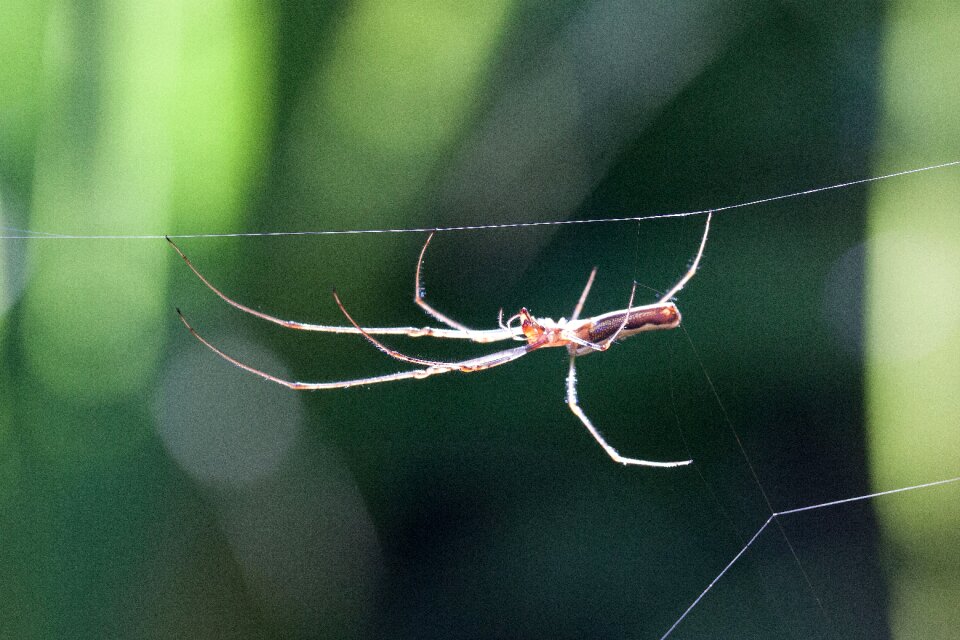 Web spider araneae arachnids