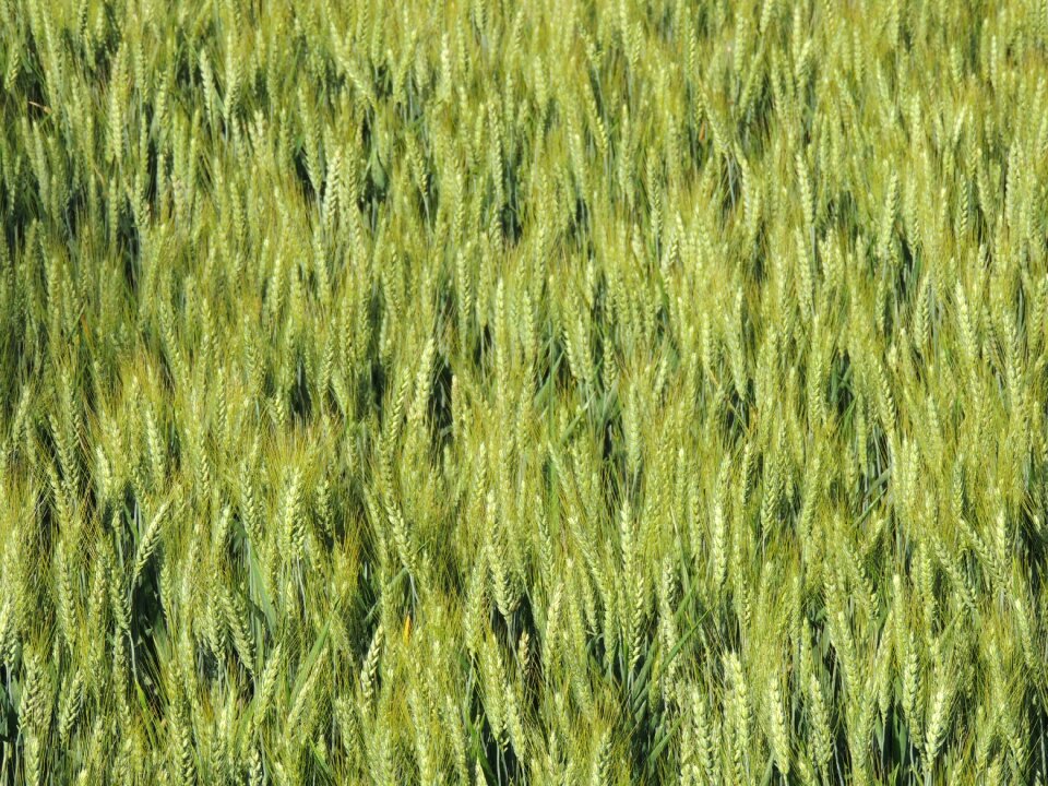 Spring field nature