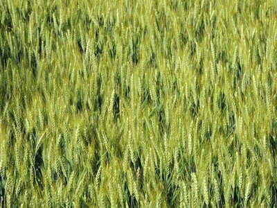 Spring field nature