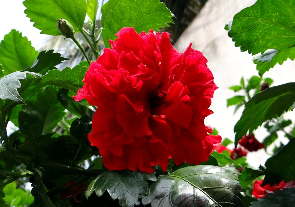 Shoe flower flower red