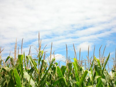 Plantation field photo