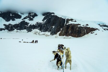 Sled dog sledding