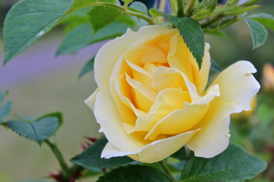 Beautiful tender gift