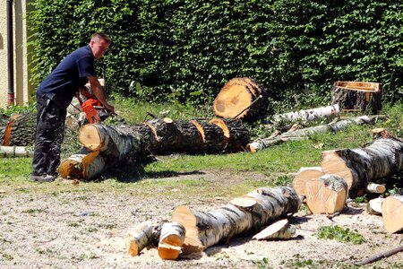 Workers chainsaw tree