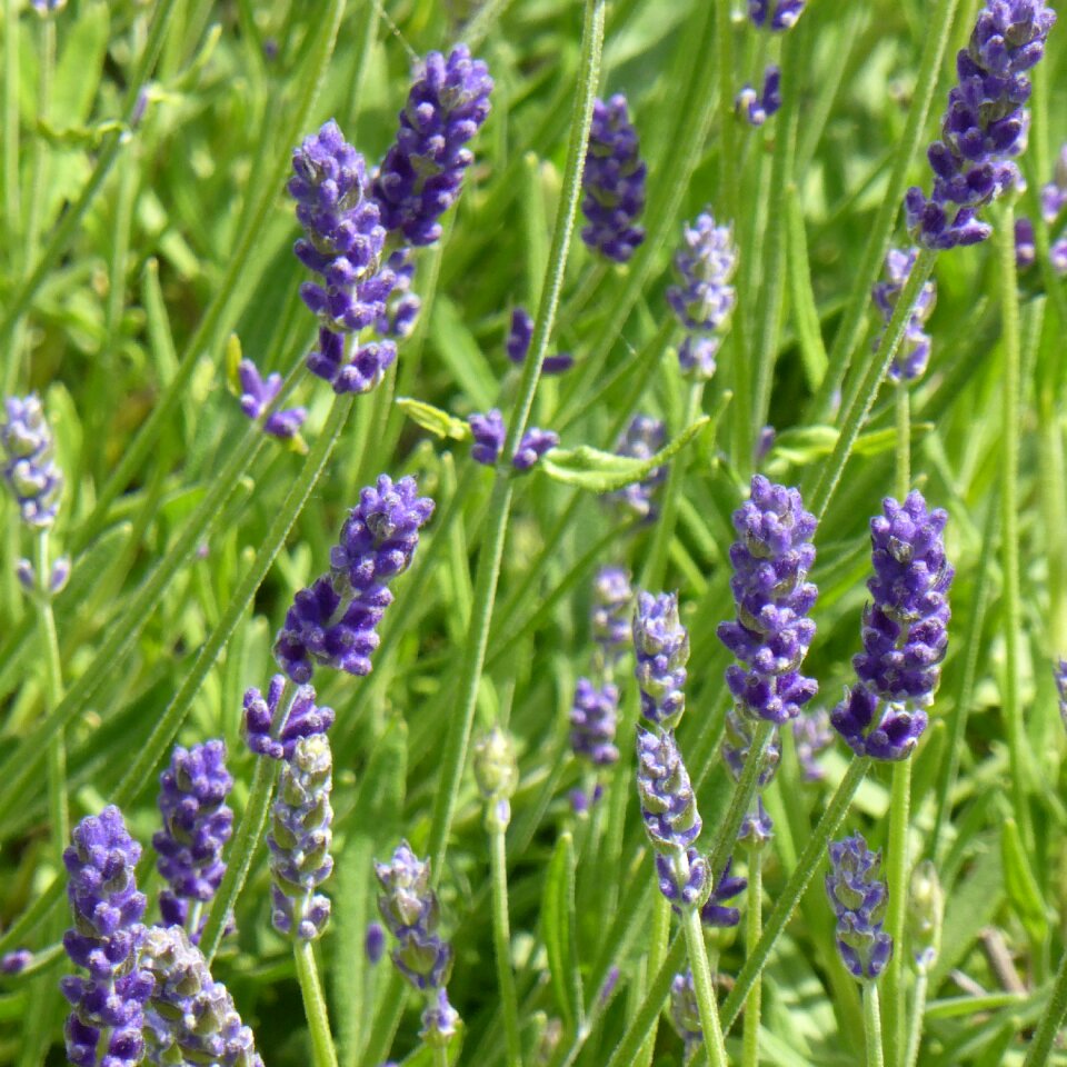Purple flowers fragrance photo