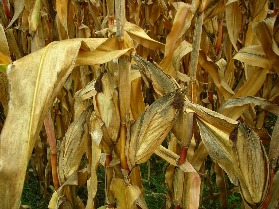 Corn field dry drought