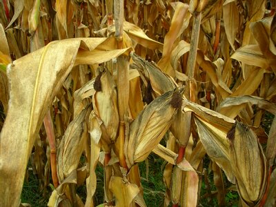 Corn field dry drought