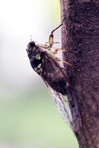 Summer cicada insects