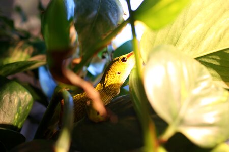 Phelsuma madagascariensis reptile pet