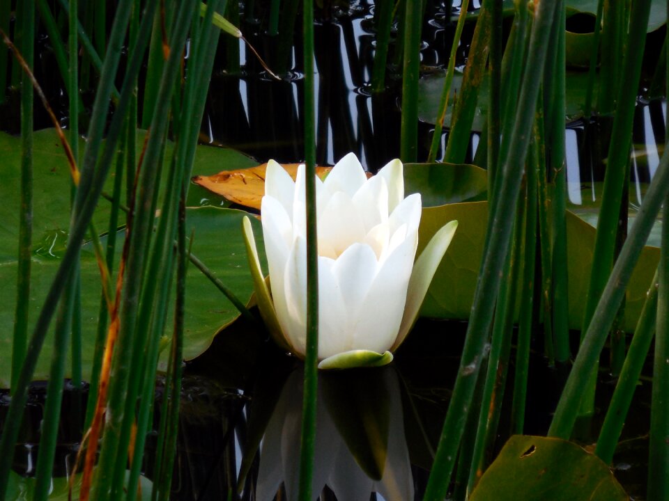 Bloom aquatic plant bloom photo