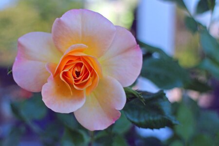 Rose bloom multi coloured orange photo