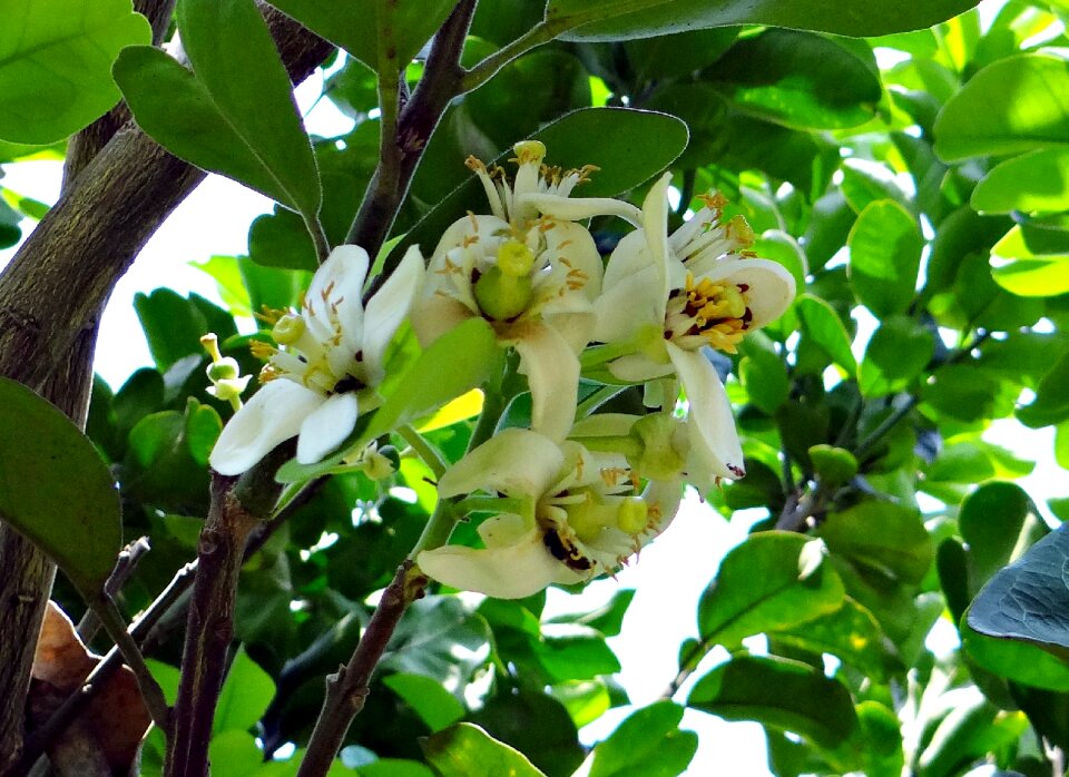 Subtropical citrus fruit