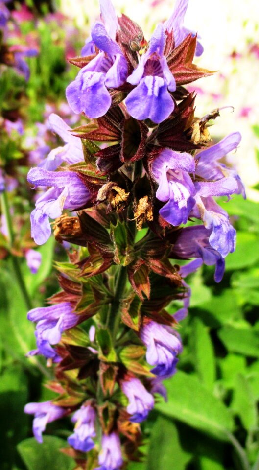 Culinary herbs salvia officinalis edible