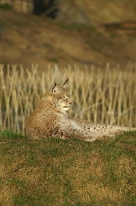 Lynx wildcat Free photos photo