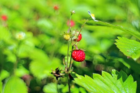 Food nature berry