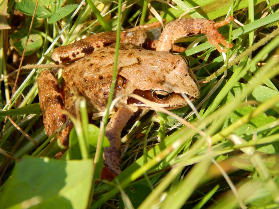 The frog animal nature