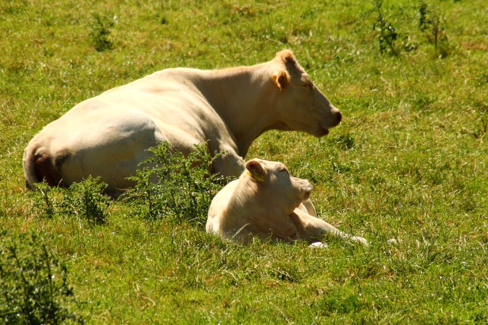 Calf mammals animals