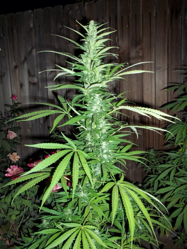 Ganja grow plant leaves