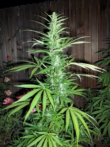 Ganja grow plant leaves photo