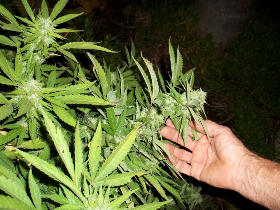 Ganja grow plant leaves