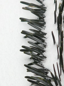 Needles branch fir tree