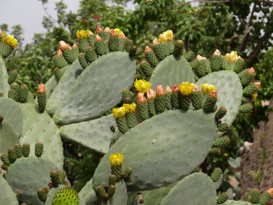 Prickly pear cactus flowers