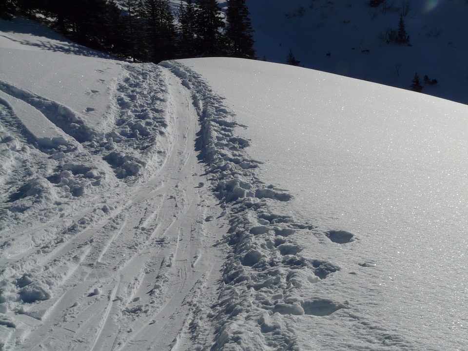 Snowy skiing wag