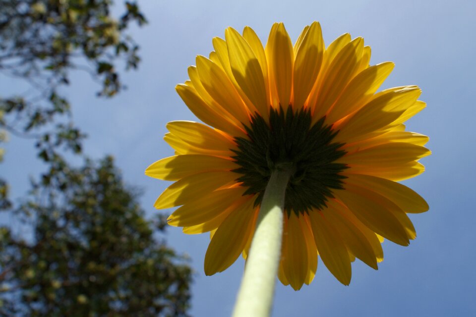 Flower spring plant