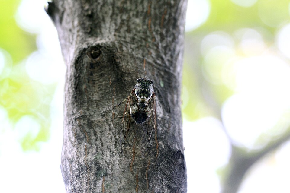 Cicada summer insects