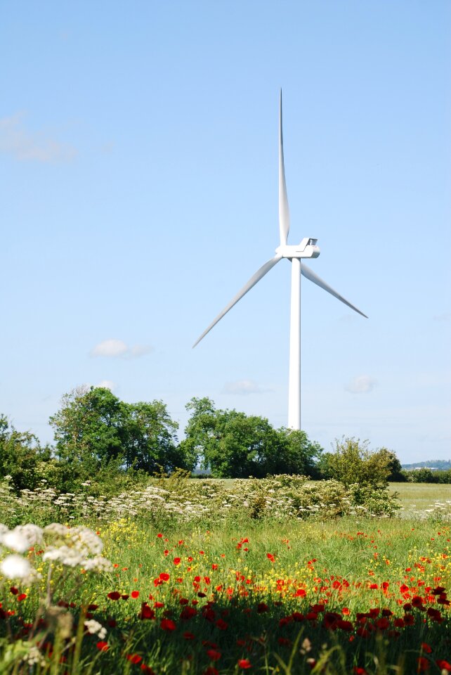 Environmentally friendly meadow scenery