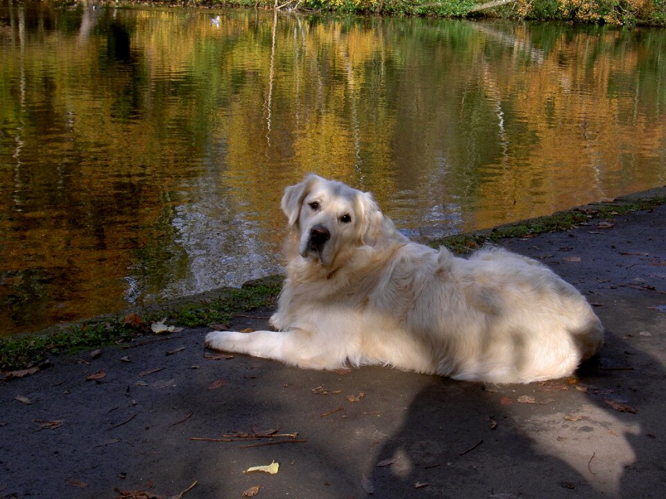 Dog pet