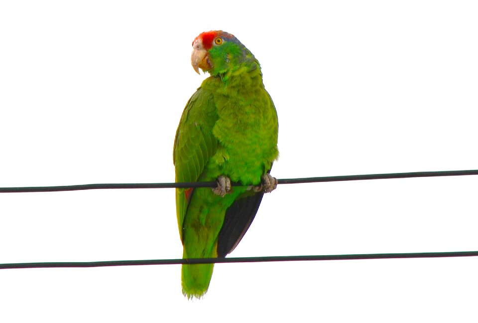 Rubrogenys amazonas green
