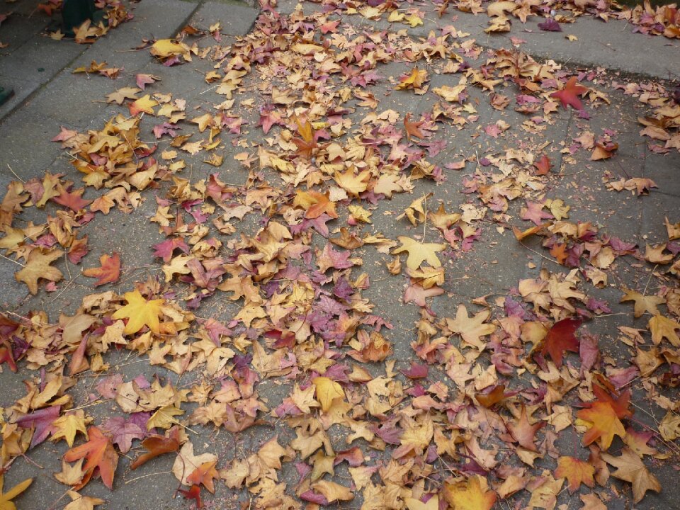 Colorful coloured fall colors