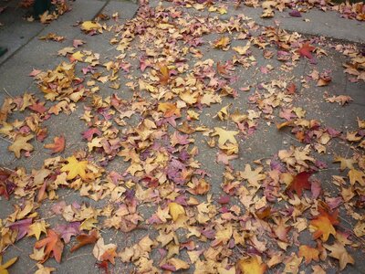 Colorful coloured fall colors