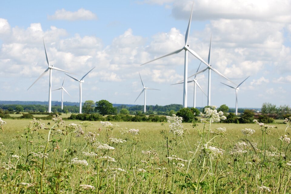 Environmentally friendly meadow scenery