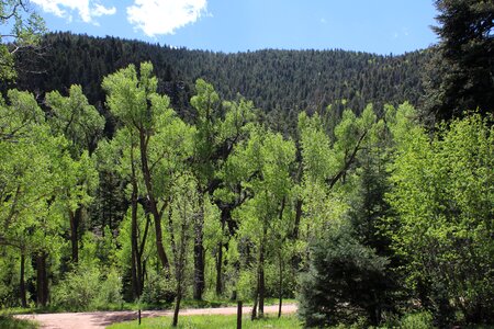 Scenic aspen trees colorado photo