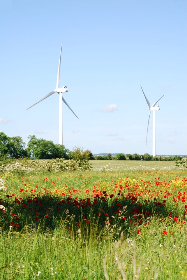 Environmentally friendly meadow scenery