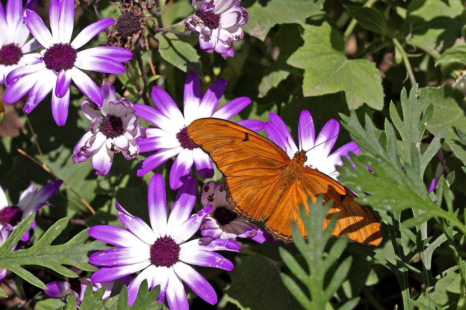 Garden orange nature