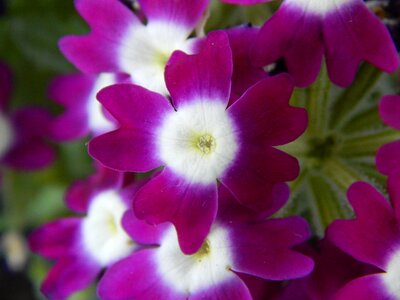 Flower plant violet photo