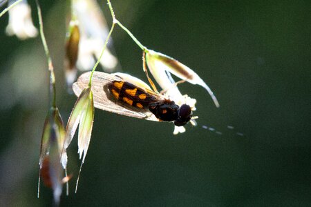 Stamp pollen quaking grass