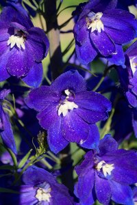 Blue purple flower bloom